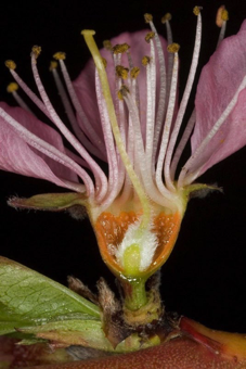 Hypanthium [Prunus persica; Rosaceae]